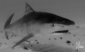 An interested Tiger Shark passes by us and gives us a clo... by Steven Anderson 